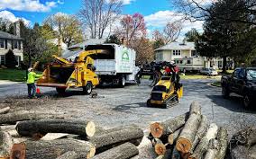 How Our Tree Care Process Works  in  Merriam, KS