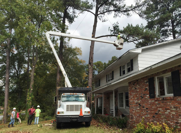 Best Emergency Tree Removal  in Merriam, KS