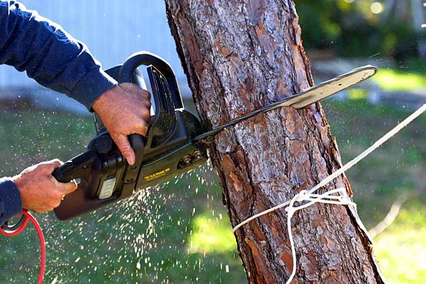 Best Commercial Tree Removal  in Merriam, KS