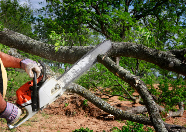 Best Tree Mulching  in Merriam, KS