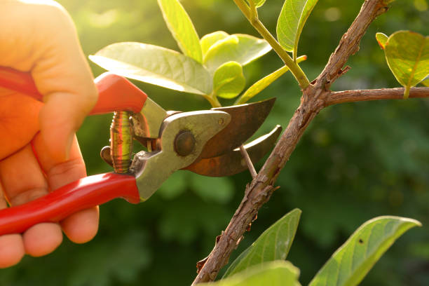 Organic Lawn Care Solutions in Merriam, KS