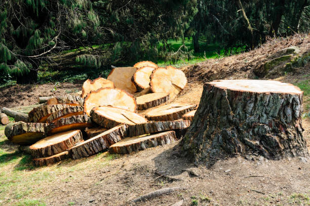 Reliable Merriam, KS Tree Removal Services Solutions